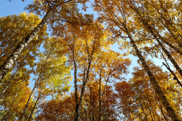 Autumn landscape with yellow trees. Beautiful bright view of nature in the fall lit by natural sunlight.