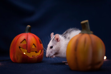 Halloween rat 8