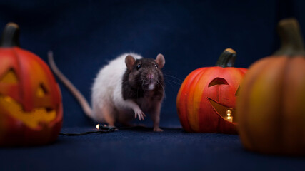Halloween rat 7