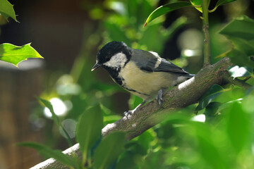 Great tit on a branch in a green bush - Stockphoto