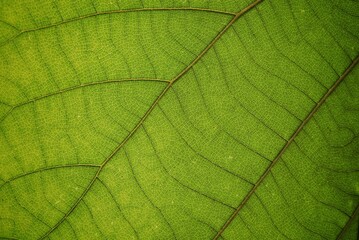 Beautiful leaf texture for Backdrop