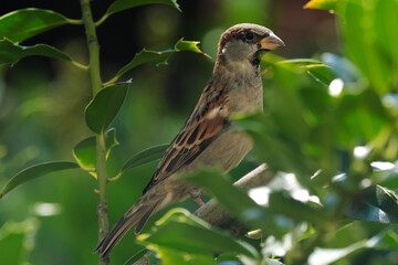 Male house sparrow on a branch in a green bush - Stockphoto

