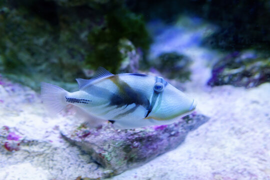 Lagoon triggerfish also known as the Blackbar triggerfish, Picasso triggerfish in an aquarium. selective focus