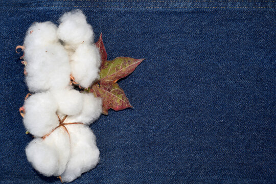 cotton plant with foliage and box on a denim background © zucker66