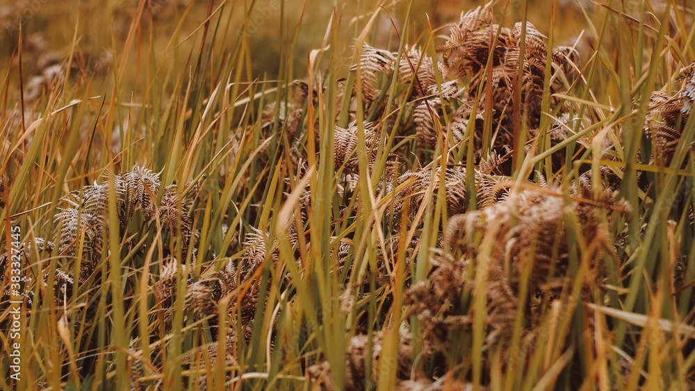 Wall mural grass in the wind