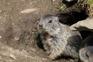Marmots are large ground squirrels in the genus marmota