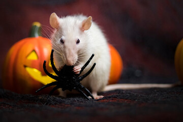 Halloween rat 1