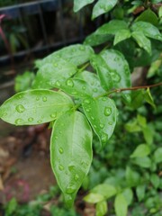 rain drops on a leaf