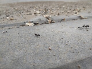 ants on the road