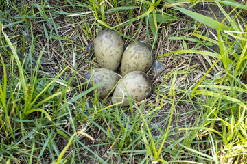 Limosa limosa. The nest of the Black-tailed Godwit in nature.