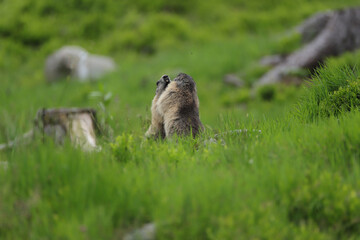 Naklejka na ściany i meble Marmots are large ground squirrels in the genus marmota