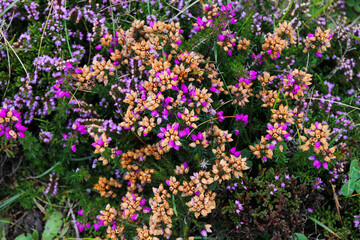 Obraz premium Purple and orange flowers