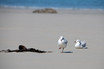 zwei Möwen am Strand - eine läuft, eine sitzt - blaues Meer im Hintergrund
