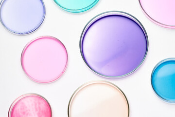 Petri dish with colorful liquid or media for bacterial colonies in biomedical analysis. Grafting...
