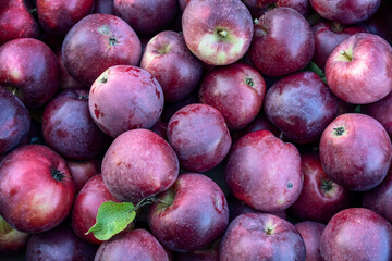 Freshly picked red apples. Malus Domestica Spartan – breed of apple. Exceptional colors of autumn.