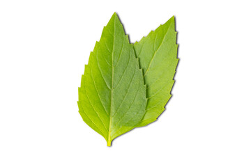 Basil leaves in isolated with clipping path.