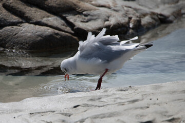 trinkende Möwe mit zersaustem Federkleid