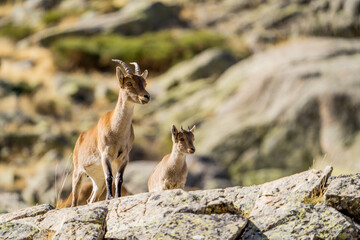  Iberian ibex, Spanish ibex, Spanish wild goat, or Iberian wild goat (Capra pyrenaica)