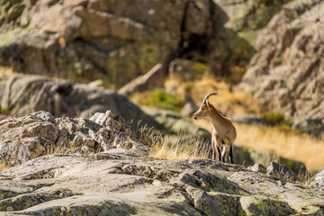  Iberian ibex, Spanish ibex, Spanish wild goat, or Iberian wild goat (Capra pyrenaica)