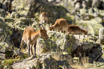  Iberian ibex, Spanish ibex, Spanish wild goat, or Iberian wild goat (Capra pyrenaica)