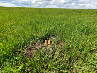 Limosa limosa. The nest of the Black-tailed Godwit in nature.