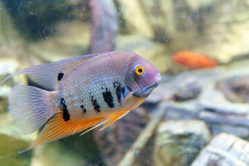 astronotus or Oscar fish in an aquarium close-up. selective focus