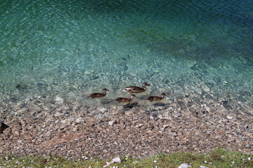 Ducks swimming on a beautiful turquoise lake in the alps