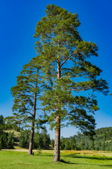 Evergreen trees on the Zlatibor mountain in Serbia