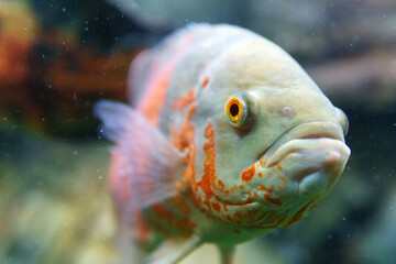 ocular astronotus or Oscar fish in an aquarium close-up. selective focus