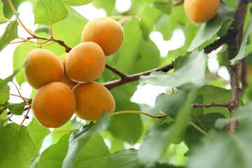 Delicious ripe apricots on tree outdoors, closeup