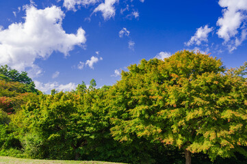 Fototapeta premium 初秋の森