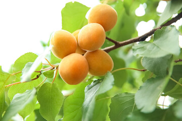 Delicious ripe apricots on tree outdoors, closeup