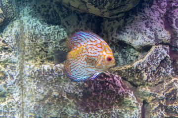 discus fish common in the Amazon lives in South America, Brazil, Peru