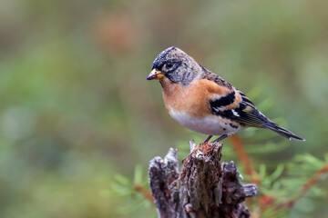 Brambling