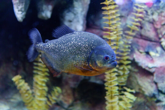 piranha fish close up in the aquarium. selective focus, angry fish