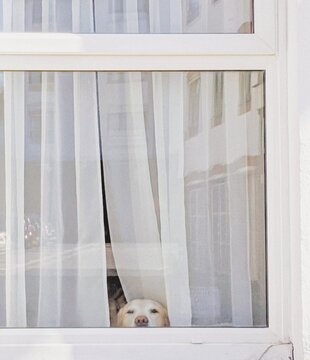 white dog looking through window