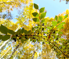 Branch of Common buckthorn (Rhamnus cathartica) tree in autumn. Beautiful bright view of black berries and green leaves close-up.