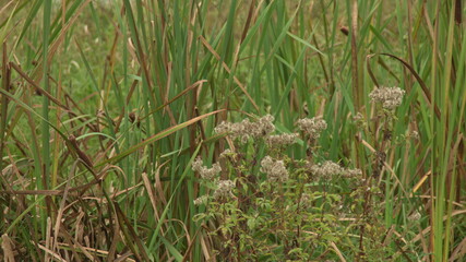 nature photography, grass in the forest and near the lake