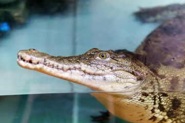 alligator is a crocodile in the genus Alligator of the family Alligatoridae, the Caiman crocodile. selective focus