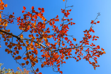Red leaves on the branch of quaking aspen tree in autumn. Beautiful bright view of bright foliage close-up and blue sky.