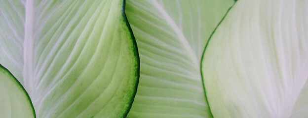 Green texture : plants idea use as background. Common name: Aglaonema Scientific name: Aglaonema sp. Family: Araceae.green aglaonema so beautiful for decorative leaves of a house plant.