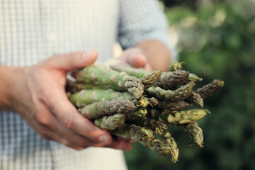 Man holding fresh raw asparagus outdoors, closeup