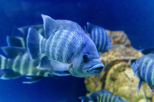 Nile tilapia fish is species of tilapia. Commercially important as a food fish and is also farmed. It is also commercially known as mango fish