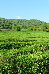 Fototapeta na wymiar tea plantation landscape nature. growing tea, harvest vertical photo