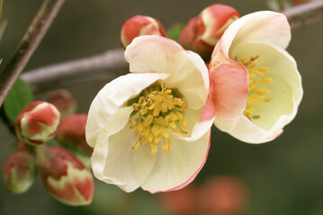 Obraz premium ボケ