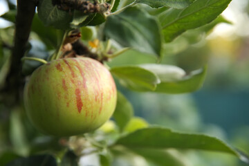 Ripe apple on tree branch in garden, closeup
