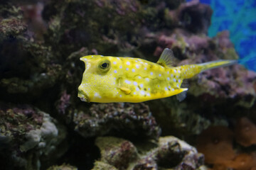 Fish under water, yellow trunk cow fish: lactoria cornuta
