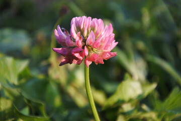 Pink clover flower.