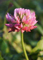 Pink clover flower.