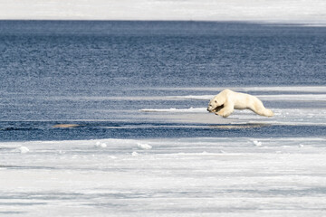 Polar bear in mid air as he jumps from the ice into the Arctic ocean © Rixie